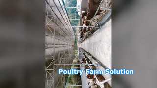 Ventilation de structure métallique de volaille anti-corrosion